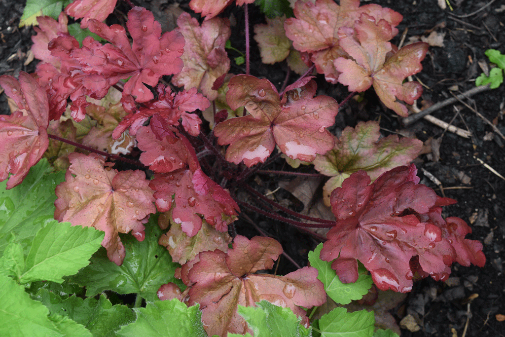 Plant name: Coral Bells Heuchera  