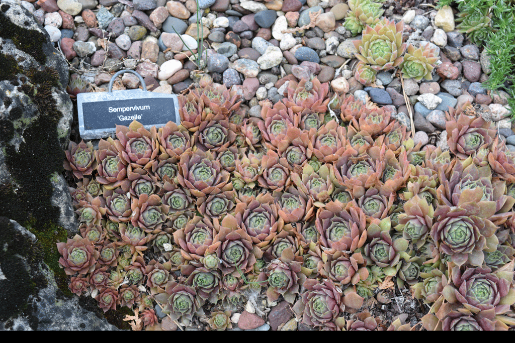 Plant picture