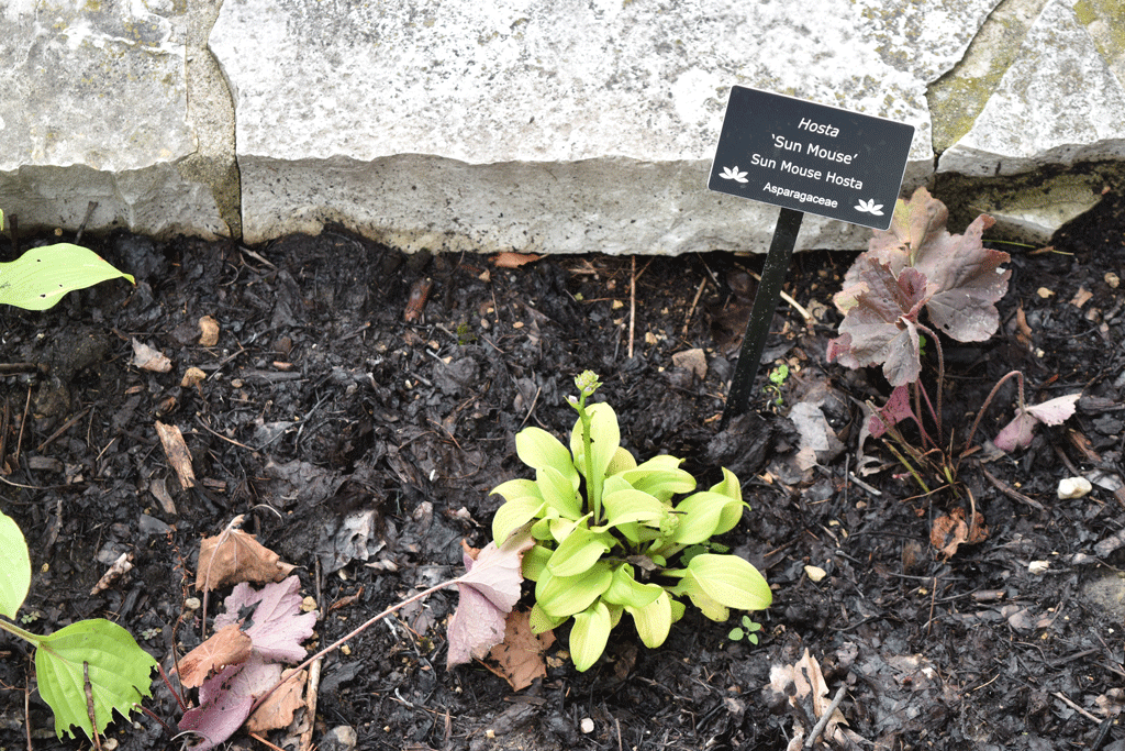 Plant picture