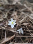 Image of Sharplobe Hepatica