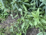 Plant name: Blackbeard Beardtongue Penstemon digitalis cv. Blackbeard