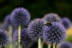 Image of Globe Thistle
