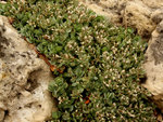 Image of Stone Cress