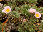 Image of Apline Fleabane