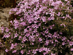 Image of Creeping Phlox