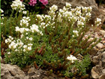 Image of Whitlow Grass