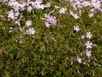 Image of Moss Phlox