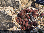 Image of Hens and Chicks