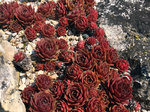 Image of Hens and Chicks