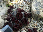 Image of Hens and Chicks