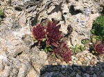 Image of Hens and Chicks