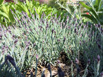 Image of Hens and Chicks