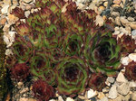 Image of Hens and Chicks