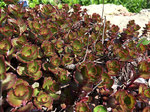 Image of Hens and Chicks