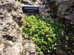 Image of Hens and Chicks