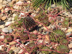 Image of Hens and Chicks