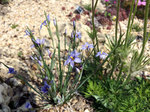 Image of Ice Plant