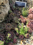 Image of Hens and Chicks