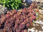 Image of Hens and Chicks