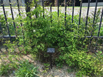 Image of Scarlet Clematis