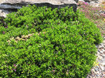 Image of Shrubby Daphne