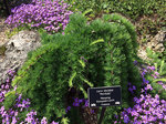 Image of Weeping European Larch 