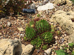 Image of Hens and Chicks