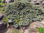 Image of Dwarf Colorado Blue Spruce