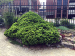 Image of Dwarf Norway Spruce