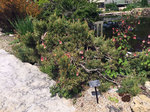 Image of Dwarf Scotch Pine