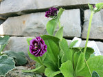 Image of Alpine Primrose