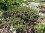 Image of Dwarf Jack Pine