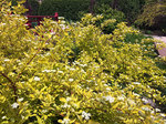 Image of Dogwood