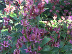 Image of Dark Beauty Formosa Toad Lily