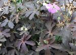 Image of Dark Reiter Geranium