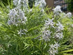 Image of Blue Star Amsonia