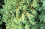 Image of Eastern White Pine