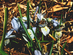 Image of Iris Katharine Hodgkin