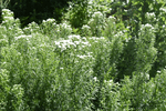 Image of Virginia Mountain mint