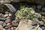 Image of Whitlow Grass