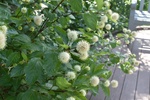 Plant name: Buttonbush Cephalanthus occidentalis 