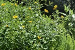 Plant name: Smooth Oxeye Heliopsis helianthoides 