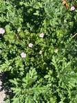 Plant name: Bloodred Geranium Geranium sanguineum striatum 