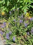 Plant name: Blue Hill Sage Salvia  cv. Blue Hill