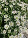 Plant name: White Bergomot  Monarda fistulosa  cv. Alba 