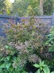Plant name: Hananoki Maple Acer pycnanthum 