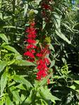 Plant name: Cardinal flower Lobelia cardinalis 