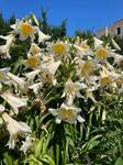 Plant name: Honeymoon Orienpet Lily Lilium orienpet cv. Honeymoon