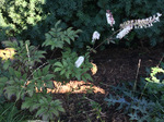 Image of Black Cohosh