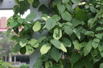 Image of Kiwi Vine